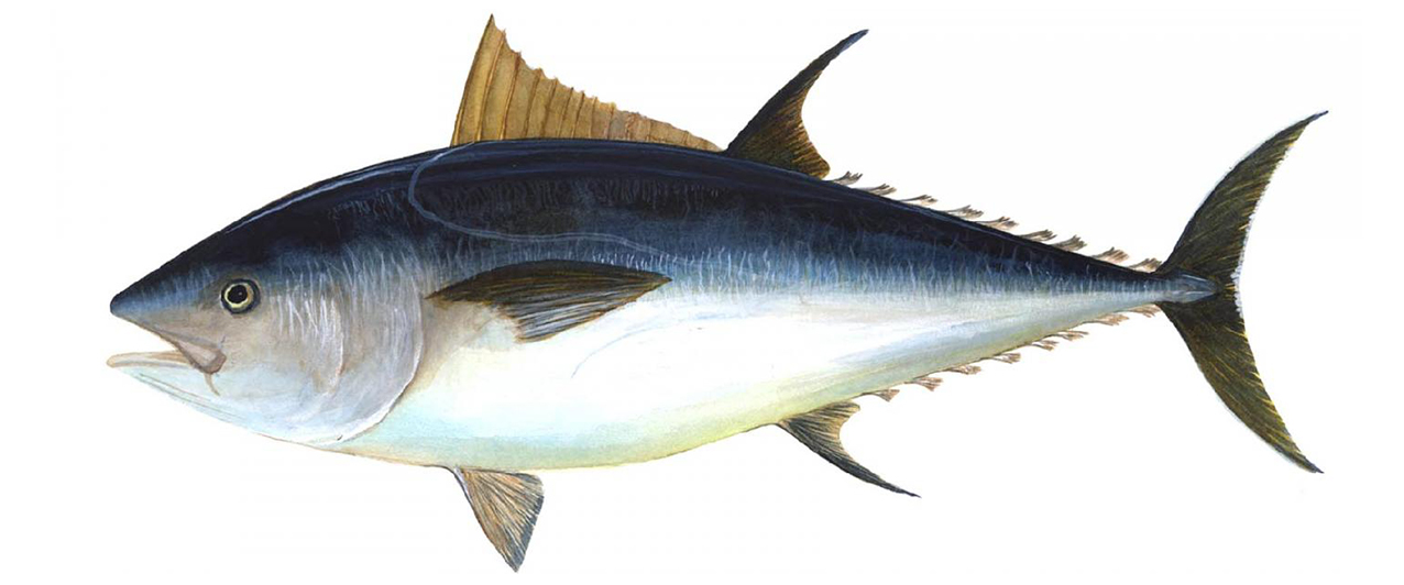 May 2, World Tuna Day
